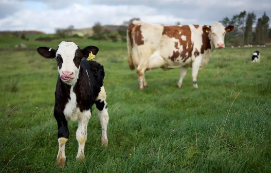 Some calves are inherently optimistic or pessimistic, just as humans are, a new University of British Columbia study has found.