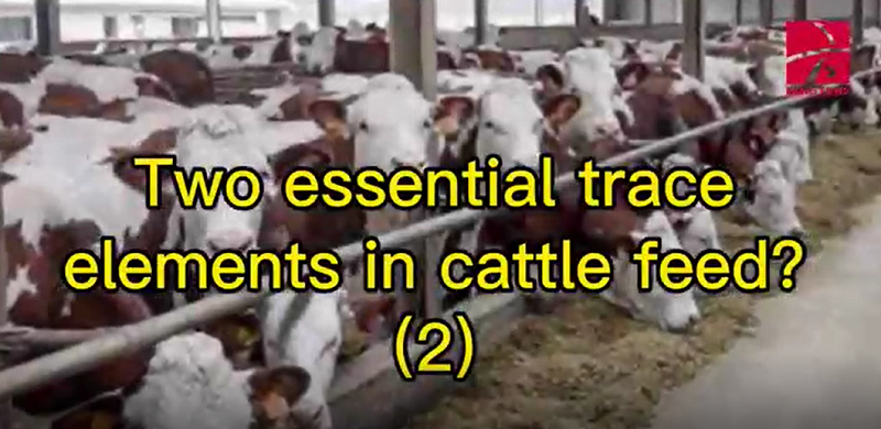 Two essential trace elements in cattle feed (2)