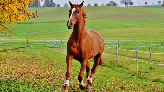 Horse nutrition Prebiotics may do more harm than good