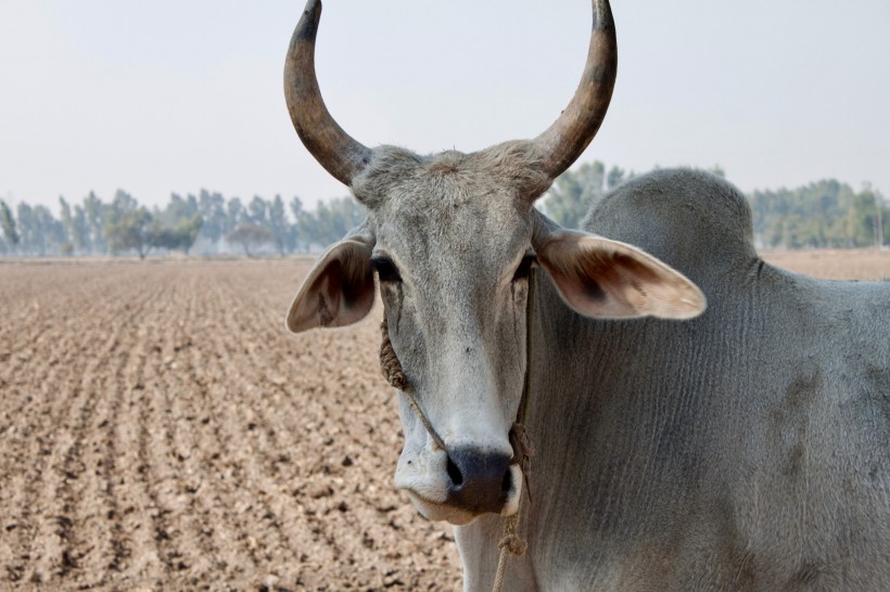 Cattle, sheep and goats may transmit leptospirosis to humans in Tanzania