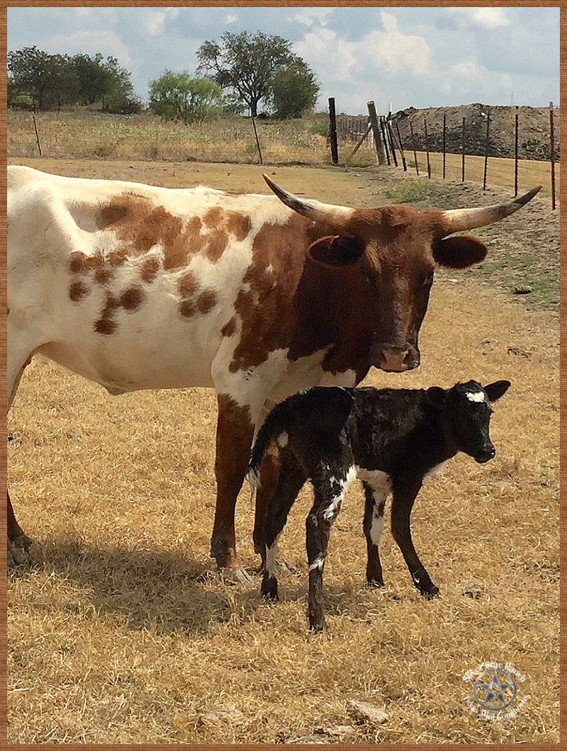 Meet Cosmo, a bull calf designed to produce more male offspring