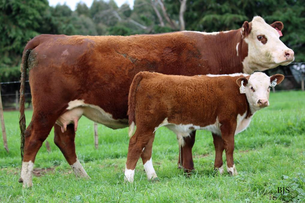 Early separation of cow and calf has long-term effects on social behavior