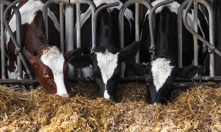 Clay as a feed supplement in dairy cattle has multiple benefits