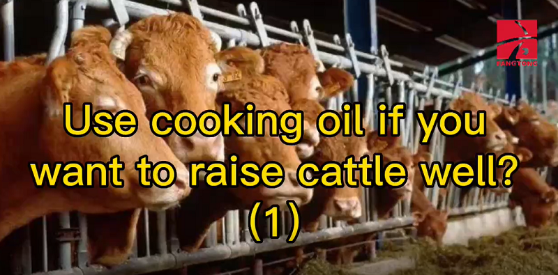 Use cooking oil if you want to raise cattle well (1)