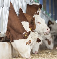 Bio-digester supplies energy to 3000 farms