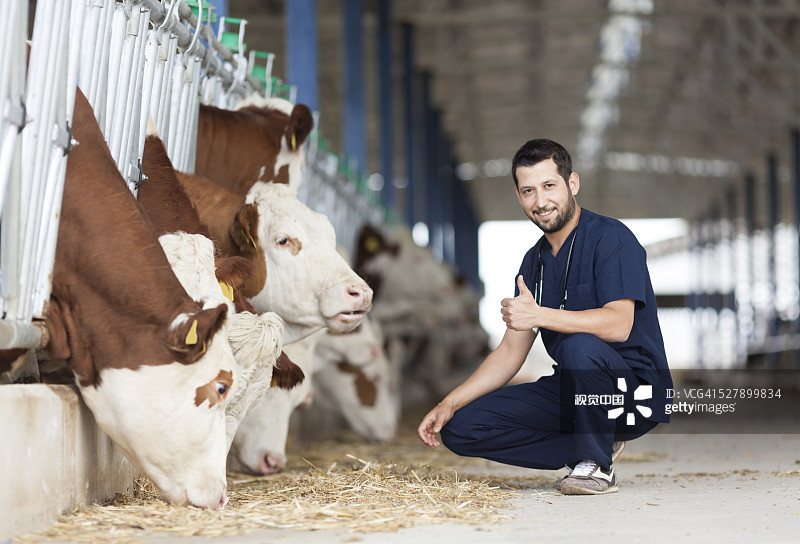 Muzzle in on cattle classification