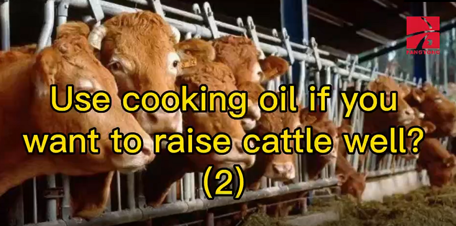 Use cooking oil if you want to raise cattle well (2)