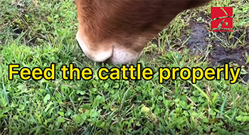 Feed the cattle properly