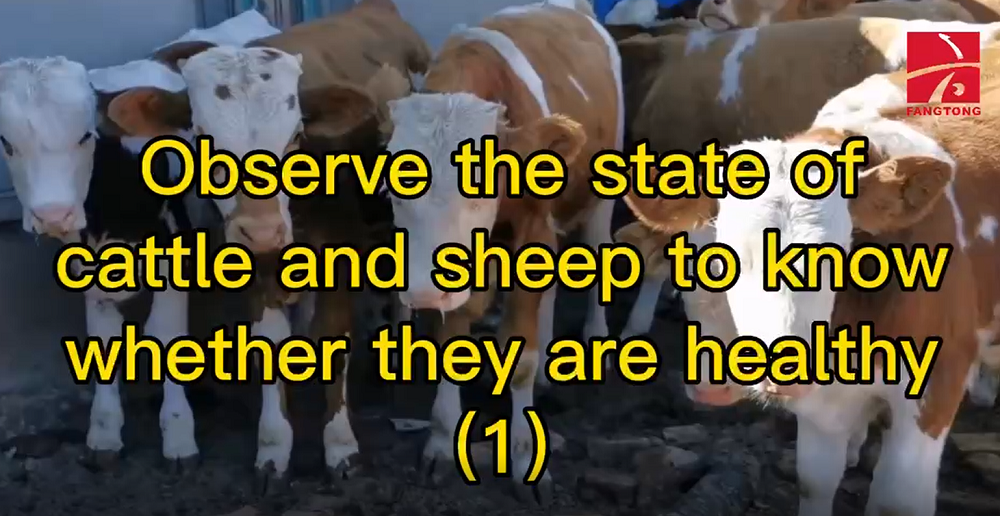 Observe the state of cattle and sheep to know whether they are healthy(1)