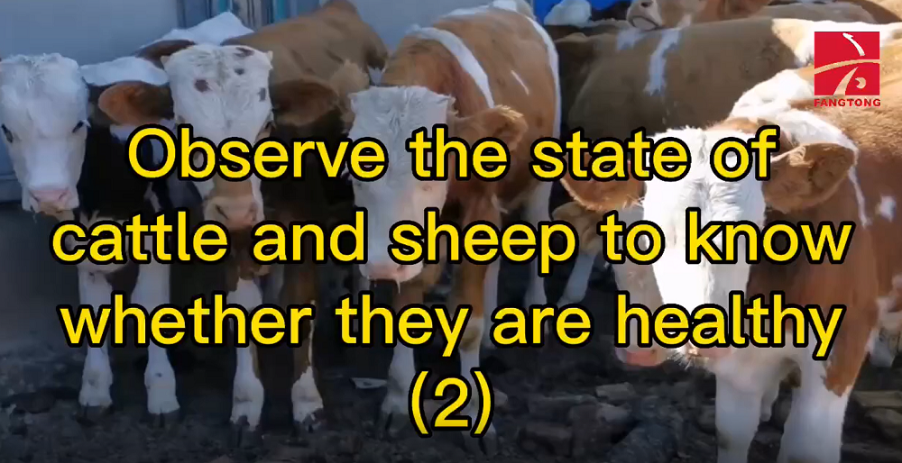 Observe the state of cattle and sheep to know whether they are healthy(2)