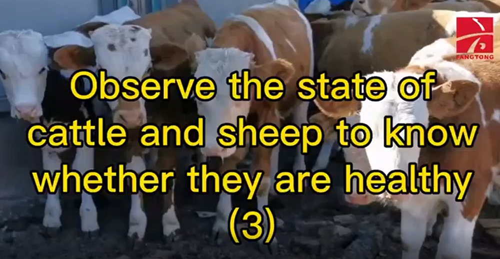 Observe the state of cattle and sheep to know whether they are healthy (3)