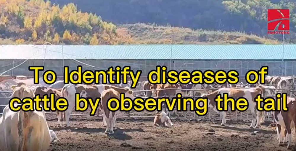 To identify diseases of cattle by observing the tail