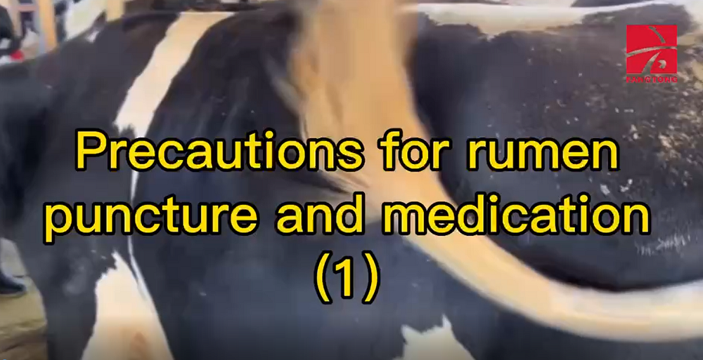 Precautions for rumen puncture and medication(1)