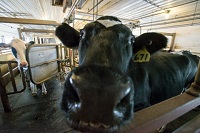 Lactation, weather found to predict milk quality in dairy cows