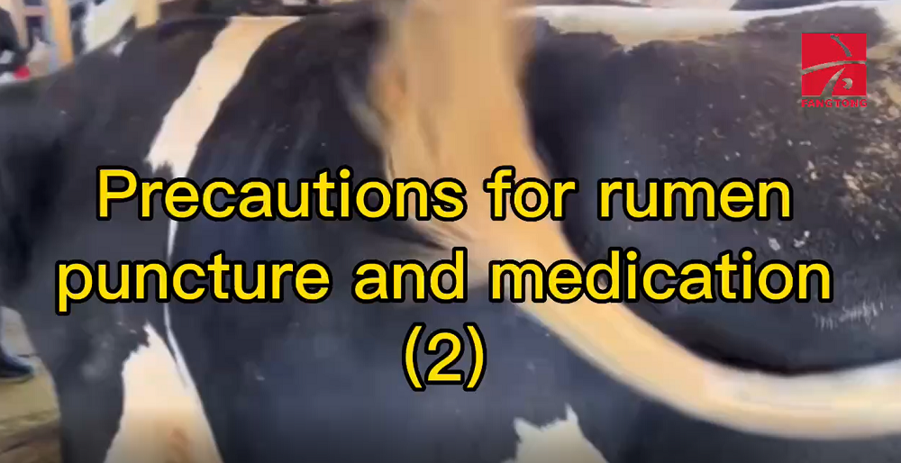 Precautions for rumen puncture and medication (2)