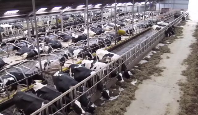 Image analysis and artificial intelligence will change dairy farming