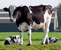 Lactation, weather found to predict milk quality in dairy cows