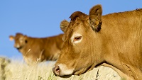 New blood test for the detection of Bovine TB