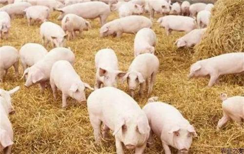 New experimental vaccine for African swine fever virus shows promise