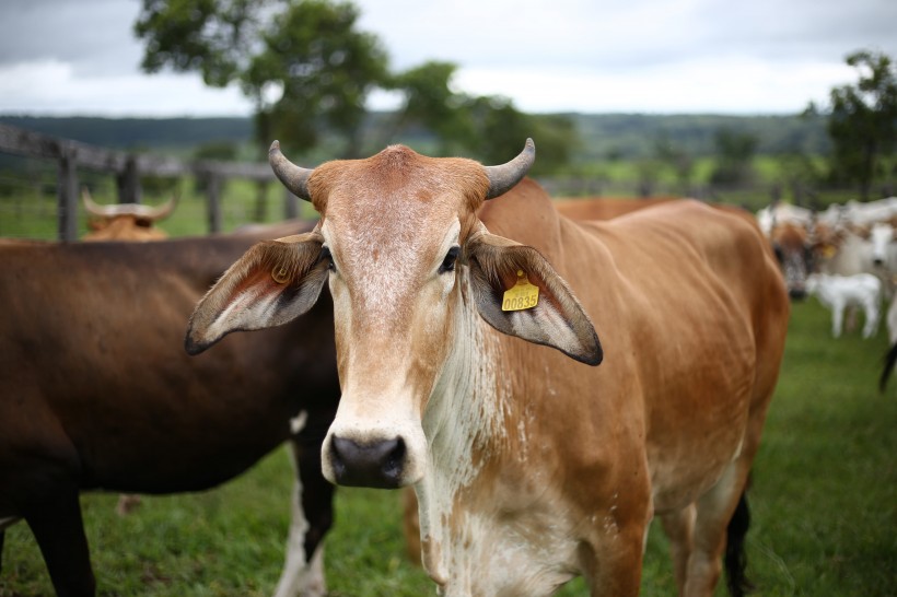 Cattle-killer Two parasites are better than one