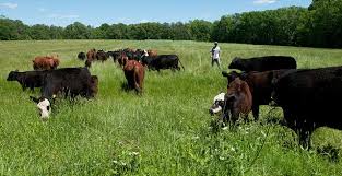 Environmentally friendly cattle production (really)