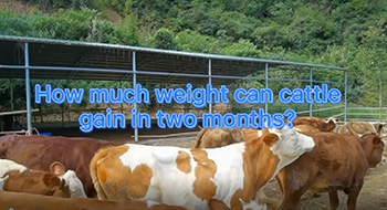 How much weight can cattle gain in two months