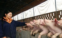 Treatment of humans, pigs may reduce endemic tapeworm infection