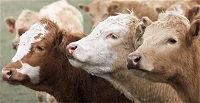 Newly discovered infectious prion structure shines light on mad cow disease