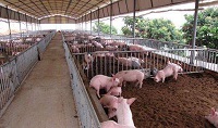 Successful LA-MRSA strategy for pig herds