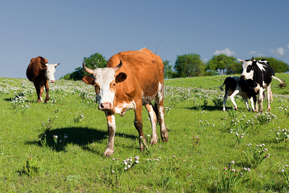 Researchers control cattle microbiomes to reduce methane and greenhouse gases