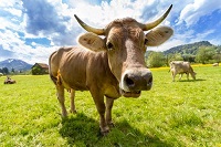 Oregano may reduce methane in cow burps