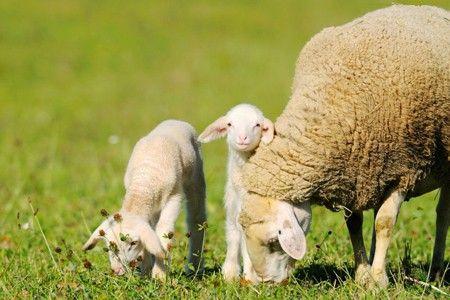 Lame sheep adjust their behavior to cope with their condition