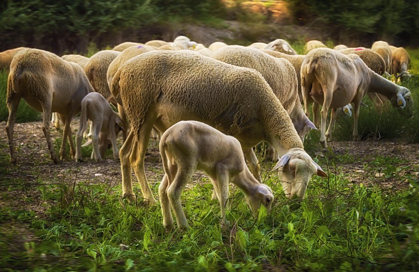 Conflict between farmers and livestock predators