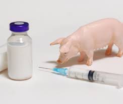 New experimental vaccine for African swine fever virus shows promise