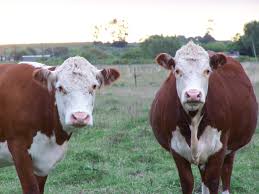 Leptospirosis strains identified in Uruguay cattle