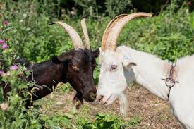Goats can distinguish emotions from the calls of other goats