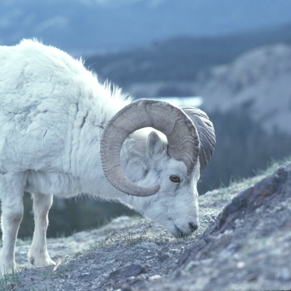 Population of rare Stone’s sheep 20% smaller than previously thought