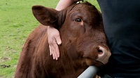 Stroking helps calves develop a better relationship with humans, increases weight gain