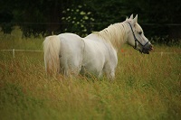 A horse of a different color: Genetics of camouflage and the dun pattern