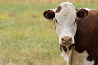 Ancient wild ox genome reveals complex cow ancestry