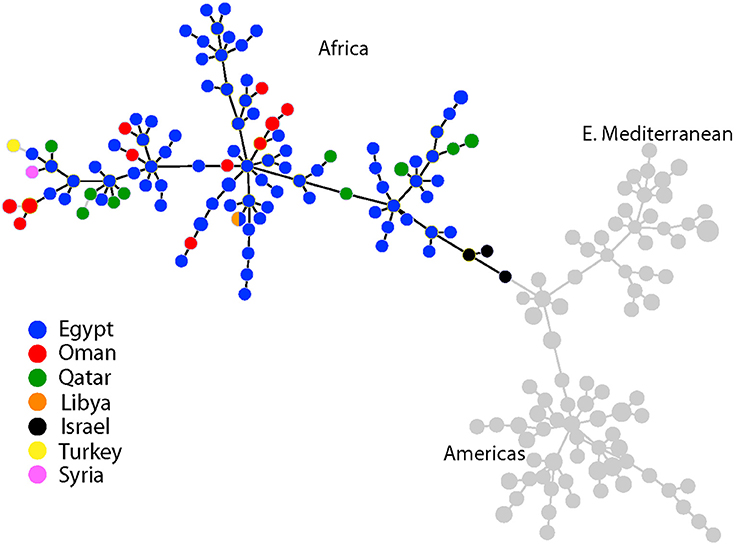 African Lineage Brucella melitensis Isolates from Omani Livestock