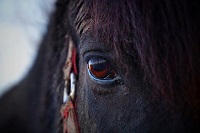 Caring for horses eases symptoms of dementia