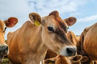 Cattle disease spread by vets, not cows