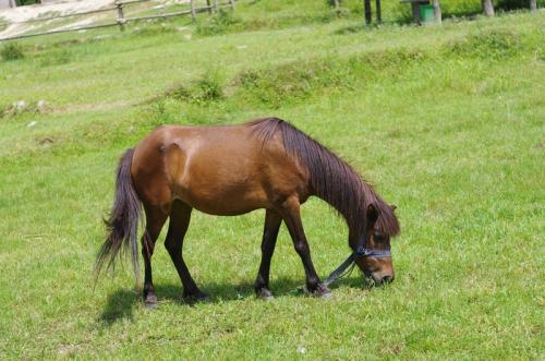 Laminitis research to help save horses and ponies