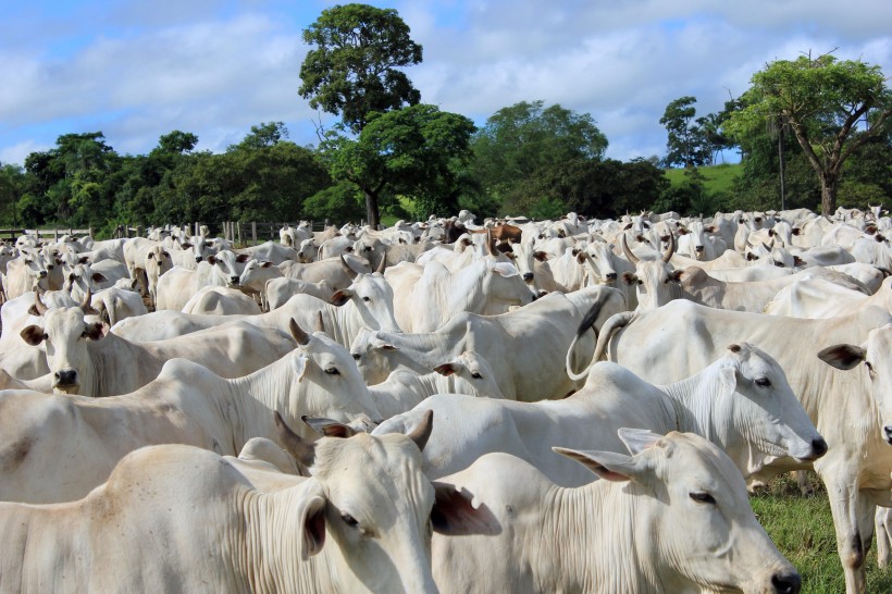 Cracking the genetic code for complex traits in cattle