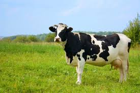 Researchers find biological treatment for cow disease