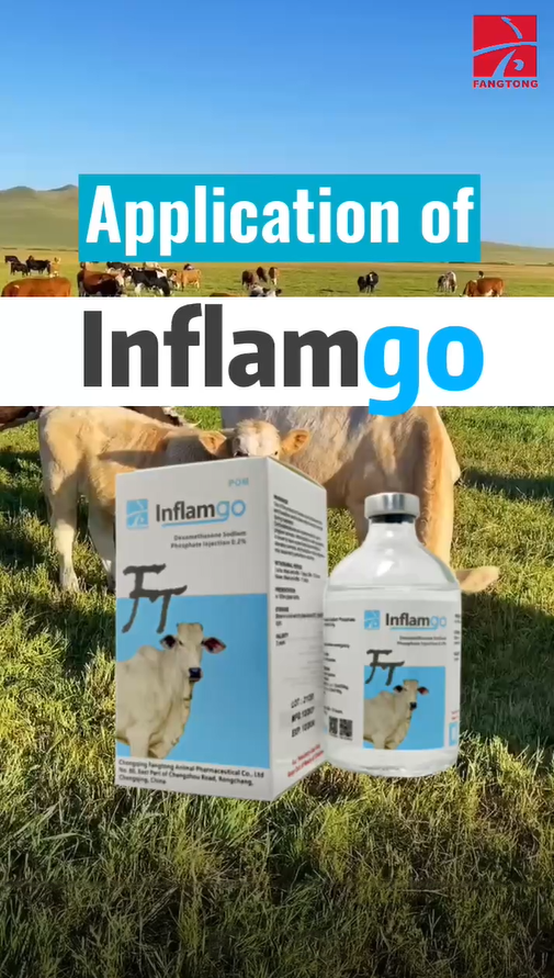 Application of Inflamgo (Dexamethasone Injection)