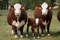 Cattle movement estimation study sheds light on disease risk
