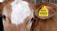 Detecting disease in beef cattle using ear tag units