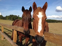 Horse care: Start mosquito protection methods now, veterinarians urge